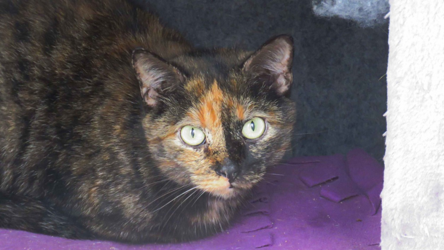 Photo #1 de Spinelie