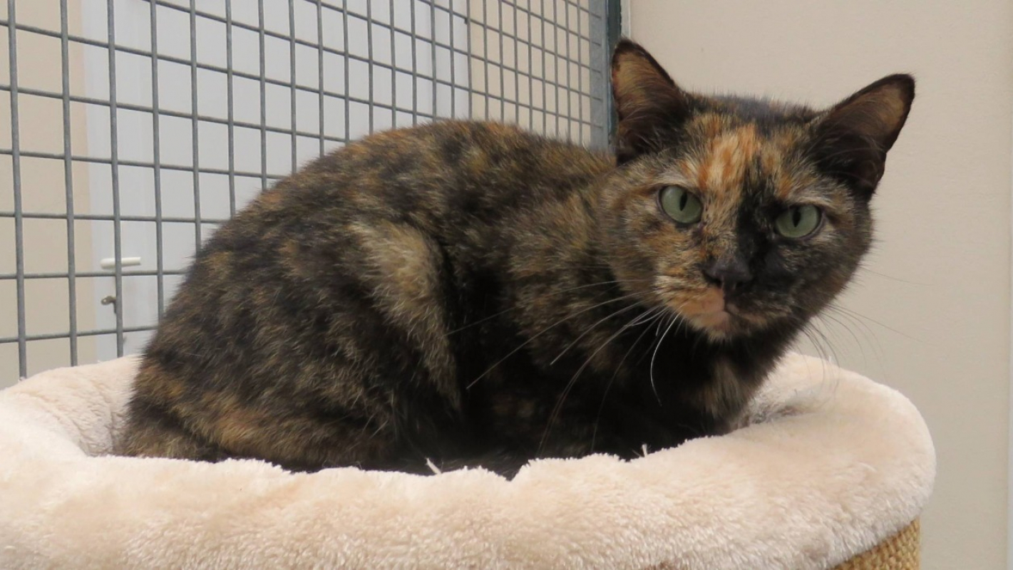 Photo #2 de Spinelie