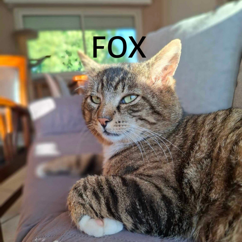 Photo de Fox
