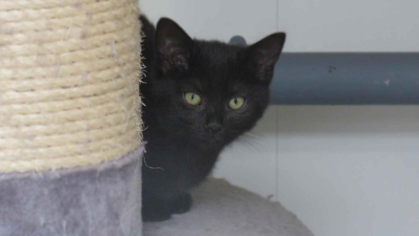 Photo #1 de Mousseline