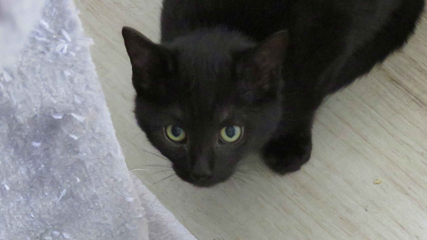 Photo #2 de Mousseline