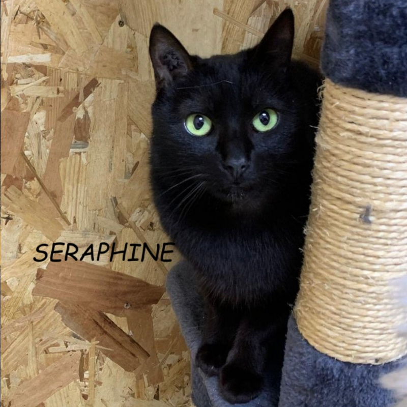 Photo de Seraphine