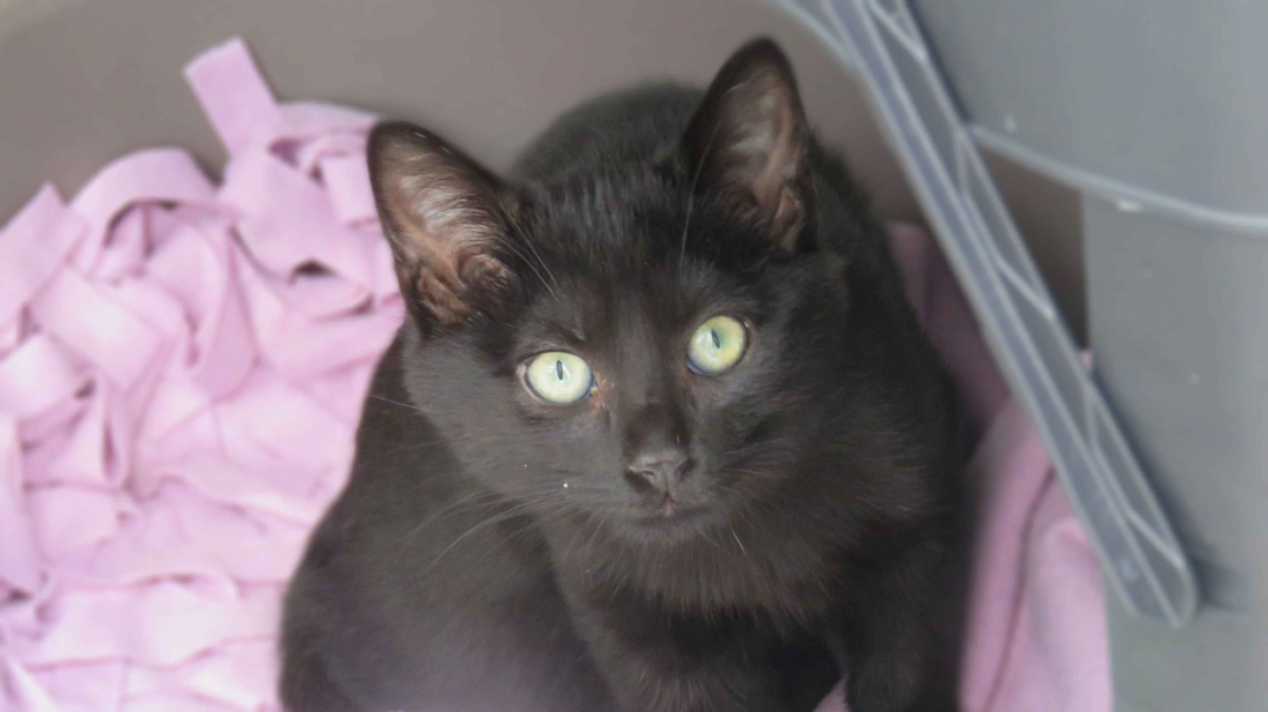 Photo #1 de Tapenade