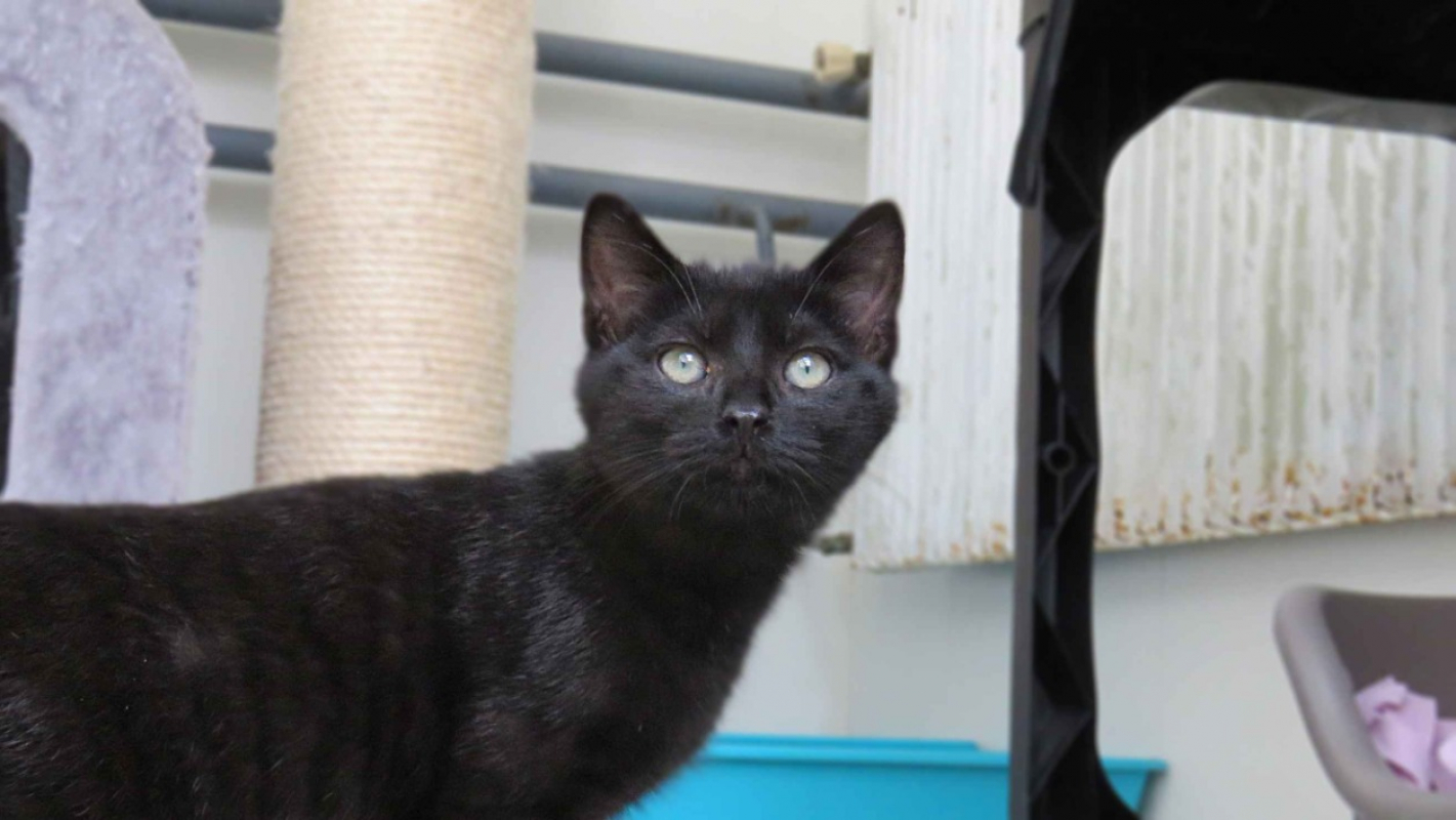 Photo #2 de Tapenade