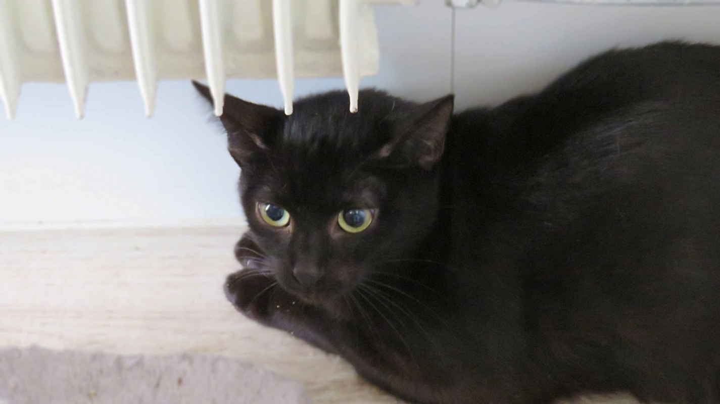 Photo #1 de Tagliatelle