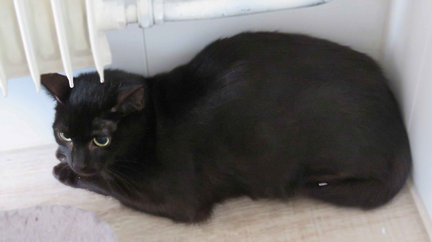 Photo #2 de Tagliatelle