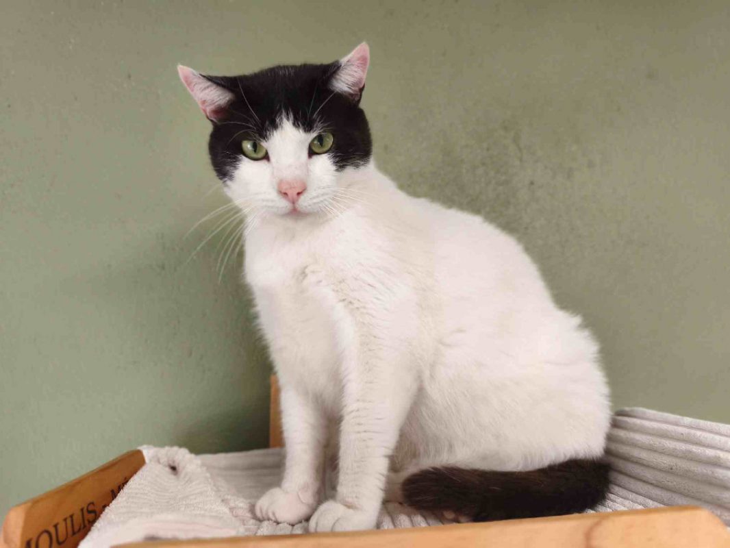 Billy - Chat Européen à adopter