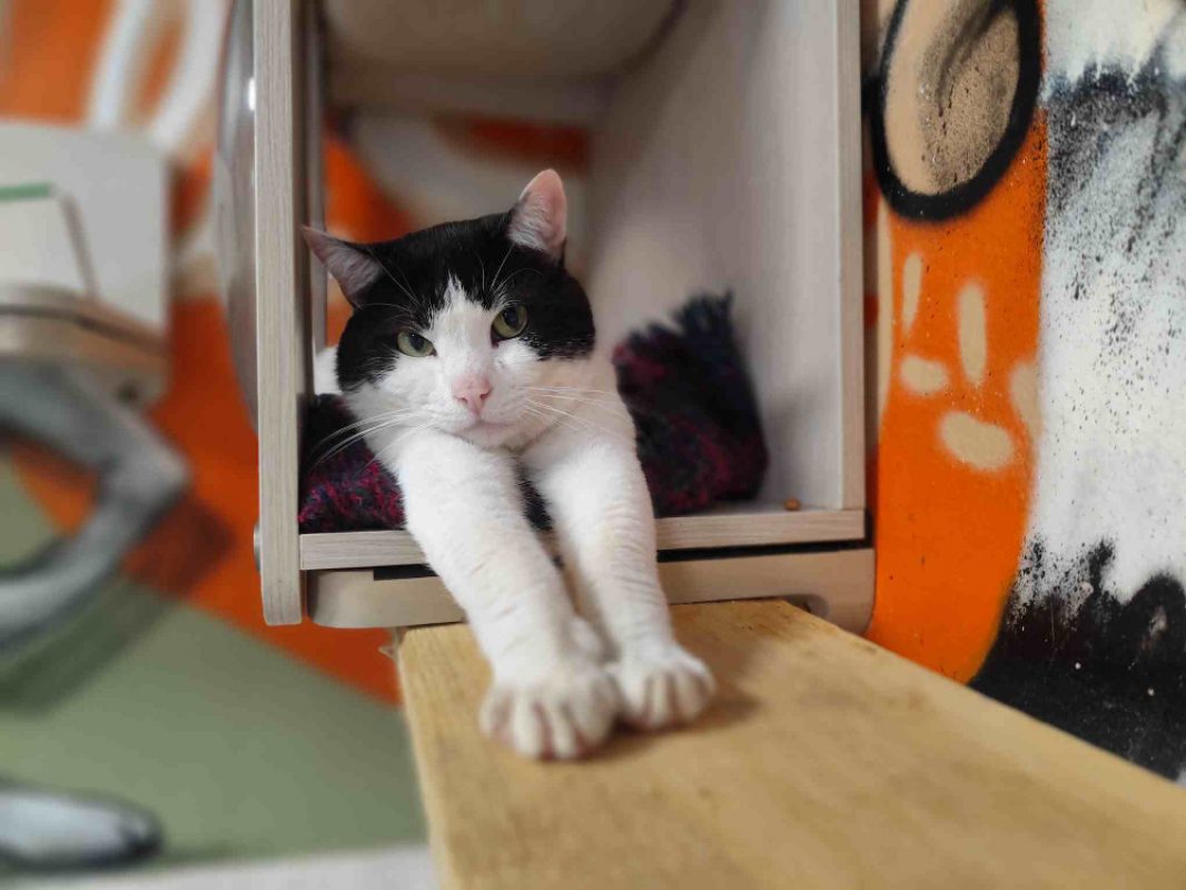 Billy - Chat Européen à adopter - photo 2