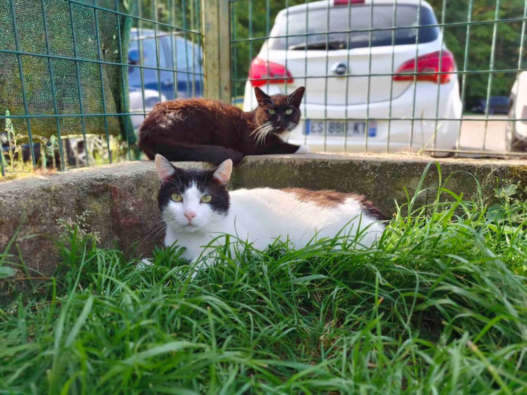 Billy - Chat Européen à adopter - photo 3