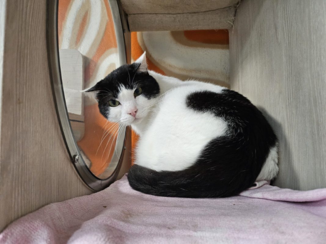 Billy - Chat Européen à adopter - photo 4