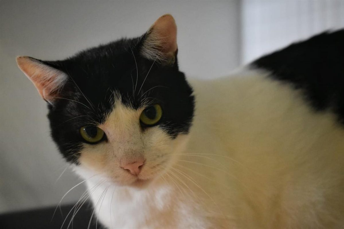 Billy - Chat Européen à adopter - photo 5