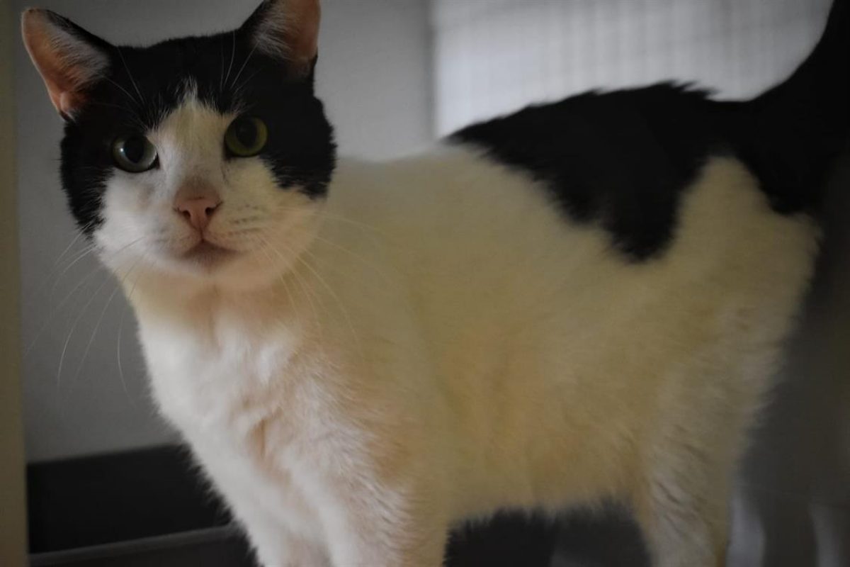 Billy - Chat Européen à adopter - photo 6