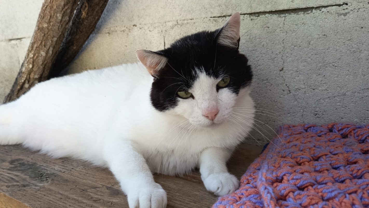 Billy - Chat Européen à adopter - photo 8