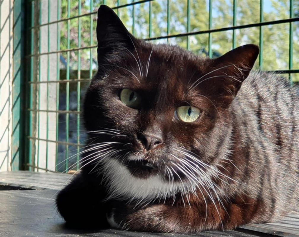 Photo #1 de Suricat