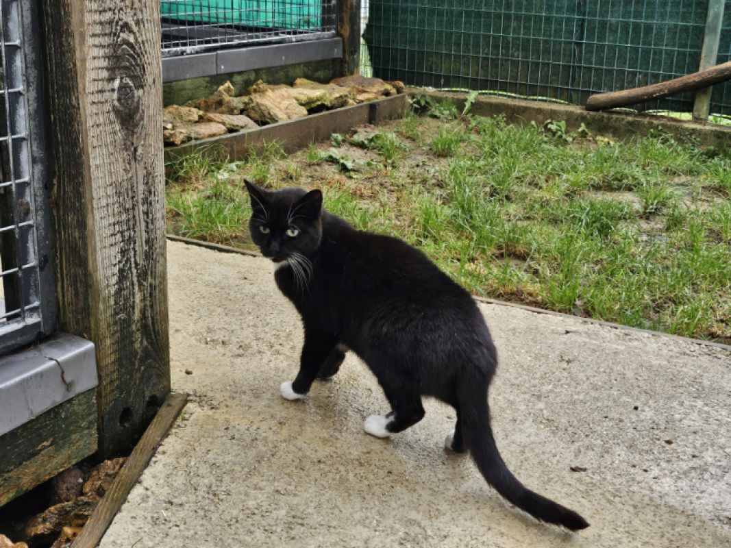 Photo #4 de Suricat