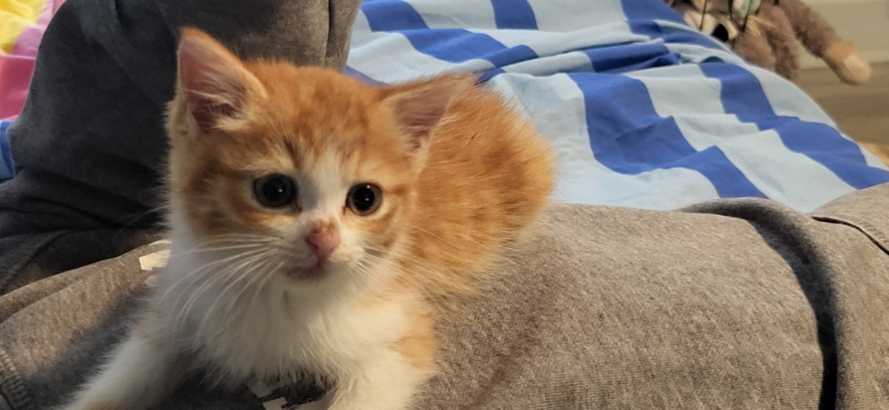 Photo #1 de Apple réservé