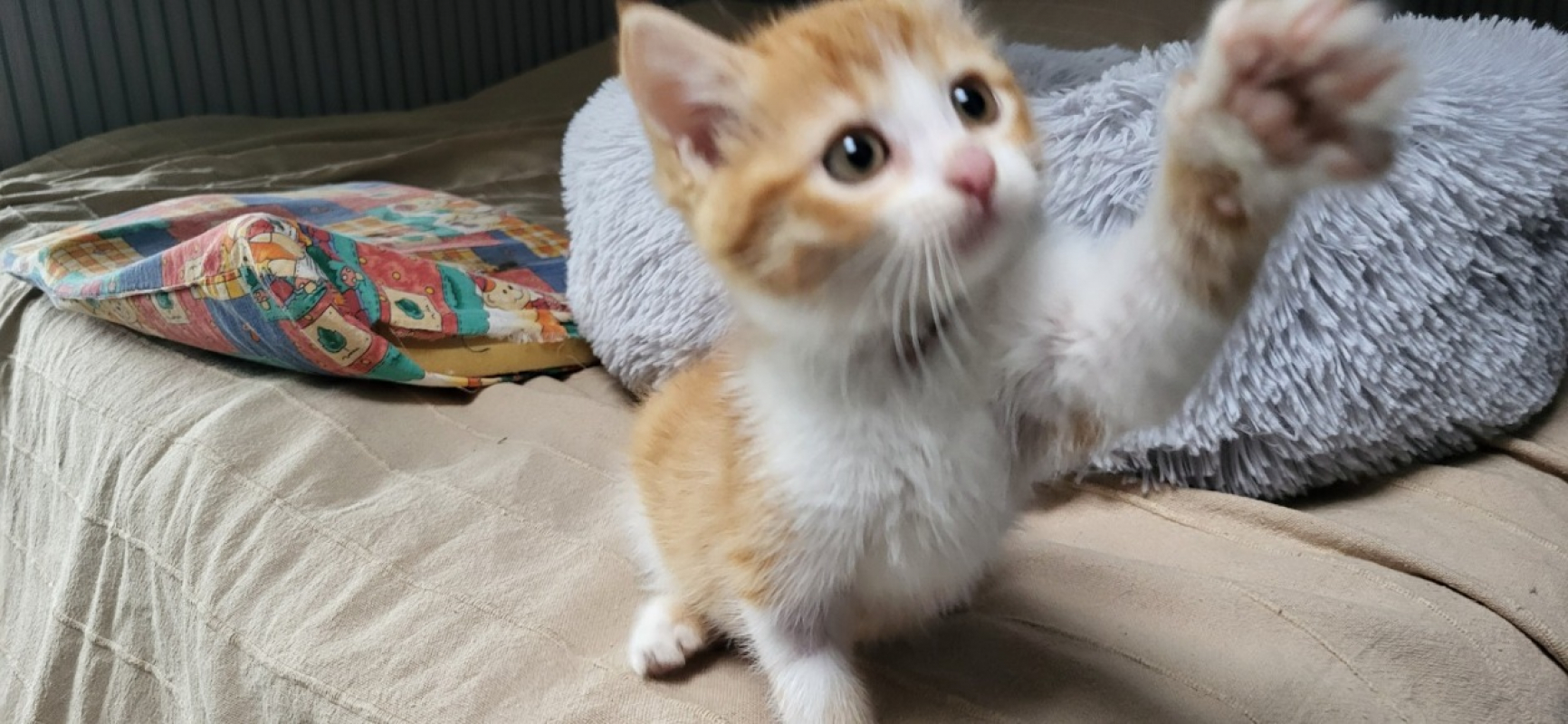 Photo #2 de Apple réservé