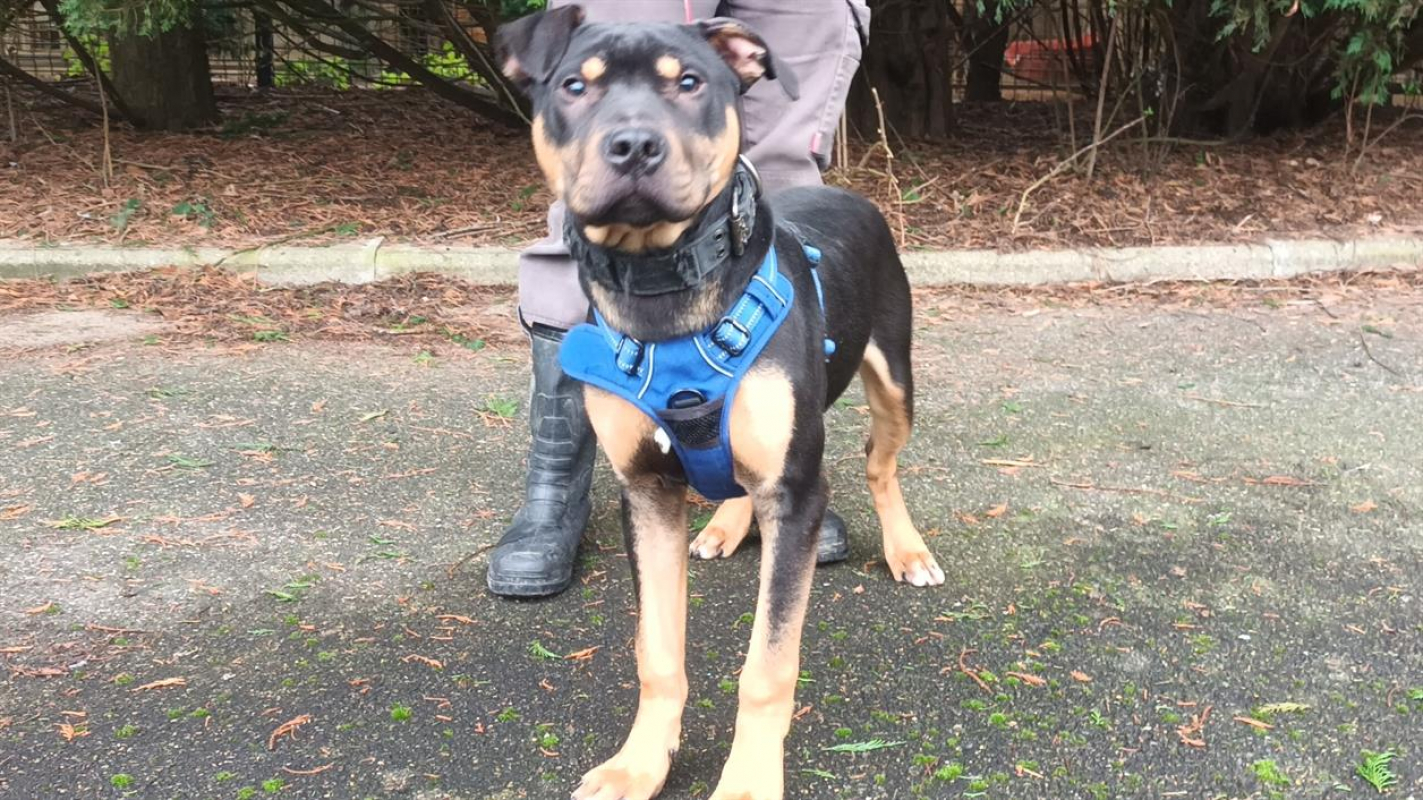 Photo de Gator dit atlas