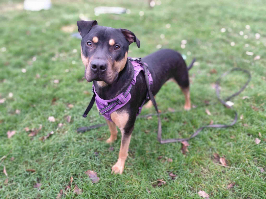 Photo #1 de Gator dit atlas