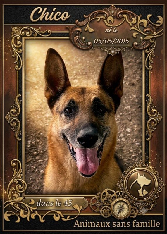 Chico - Chien à adopter
