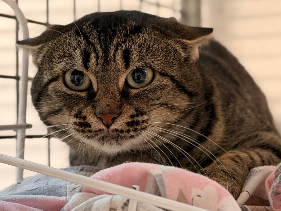 Photo #3 de Momichat