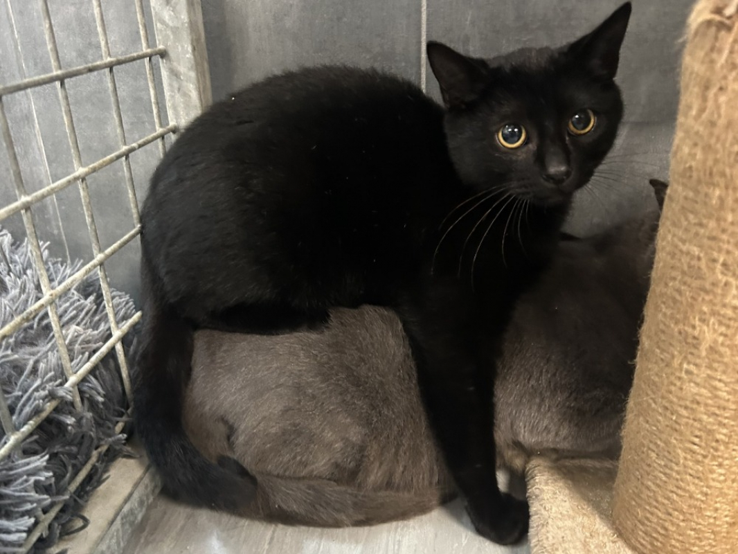 Photo #1 de Patounsferata