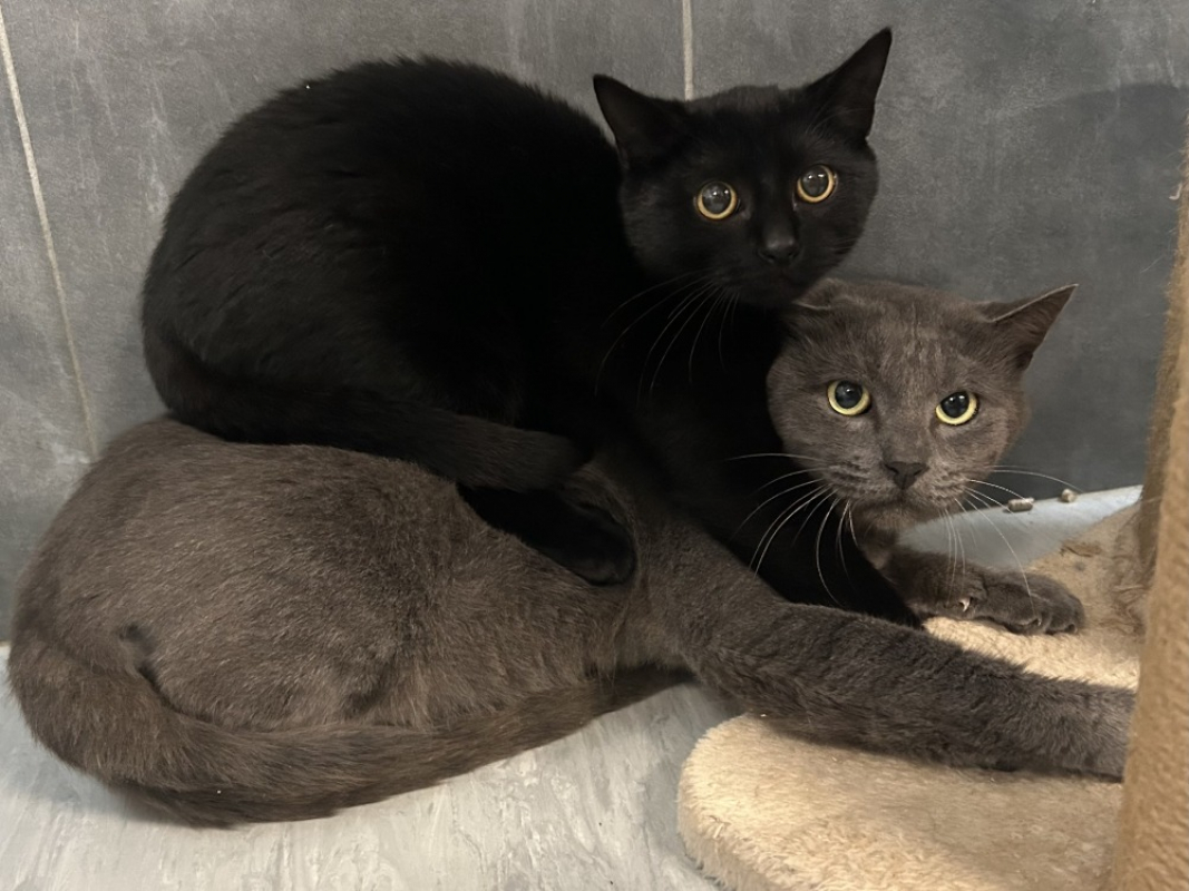 Photo #2 de Patounsferata