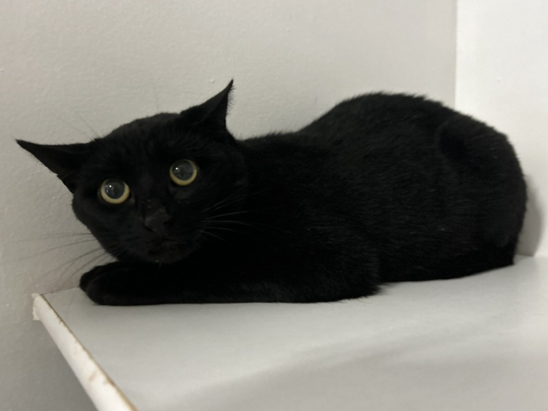 Photo #1 de Draculichat