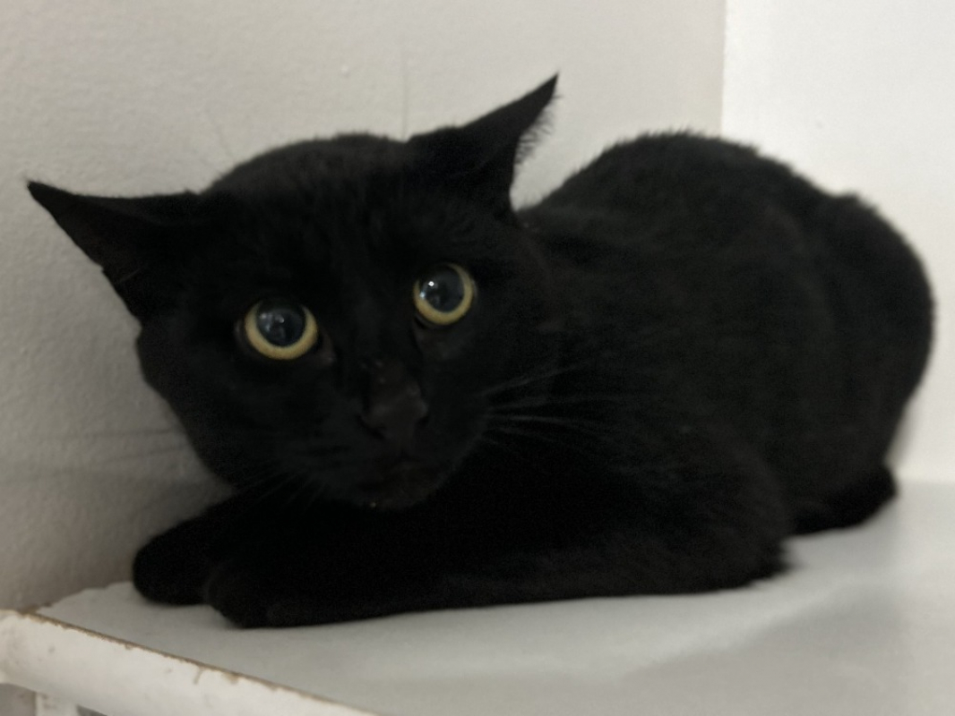 Photo #2 de Draculichat