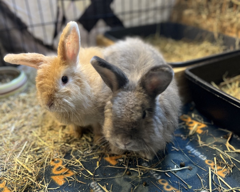 Photo de Lola & loulou