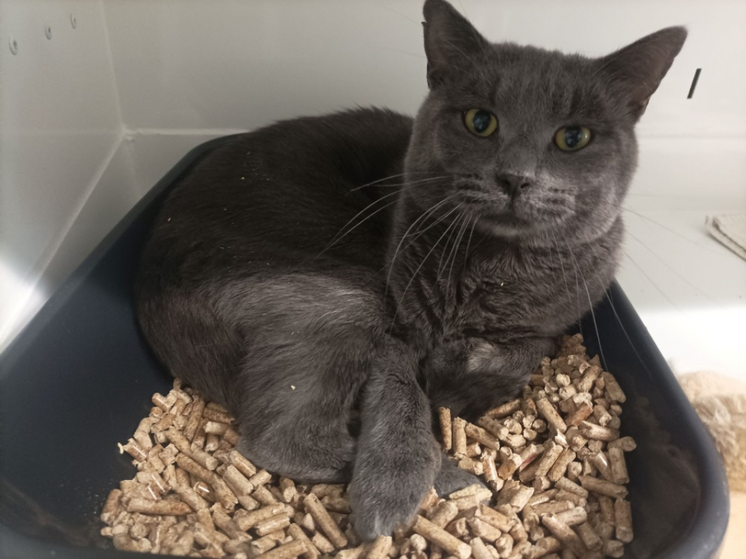 Photo #1 de Gribouille