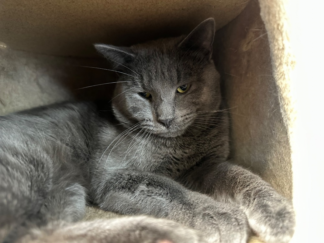 Photo #2 de Gribouille