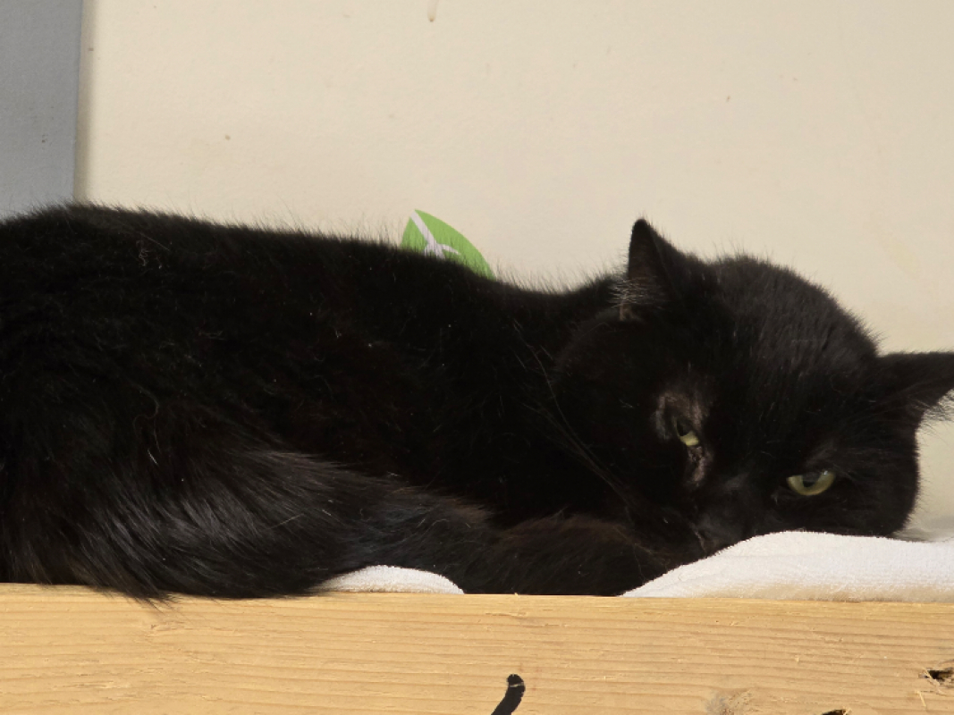 Photo #1 de Blacky