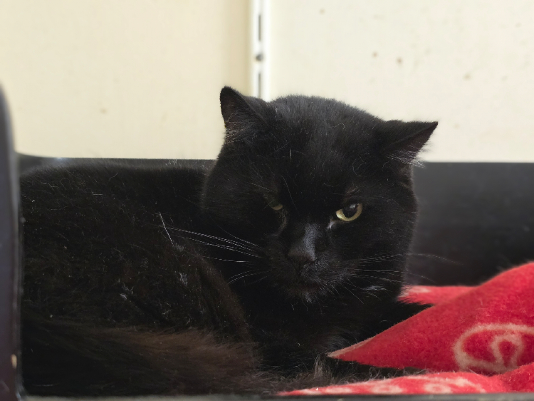 Photo #2 de Blacky