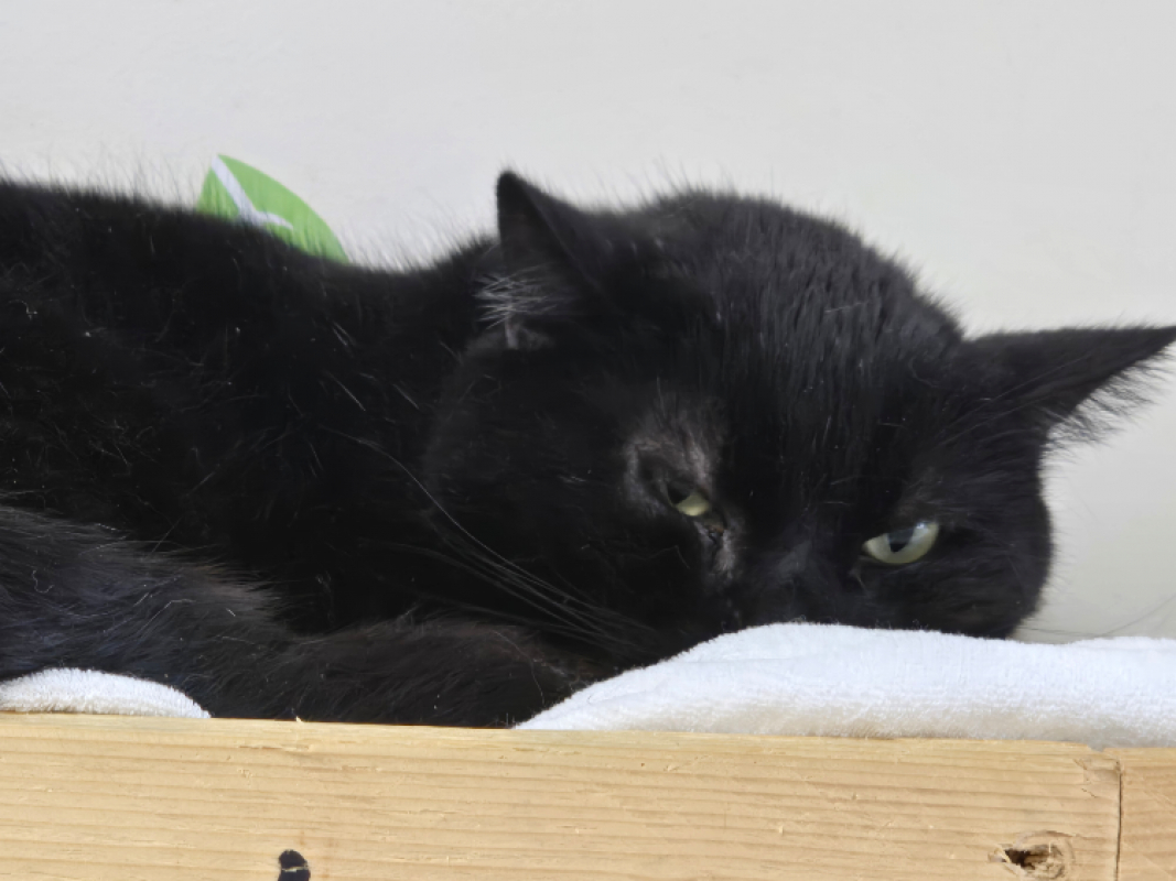 Photo #3 de Blacky