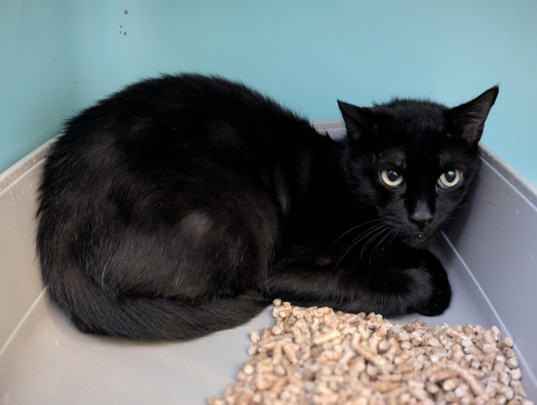 Photo #1 de Minou noir