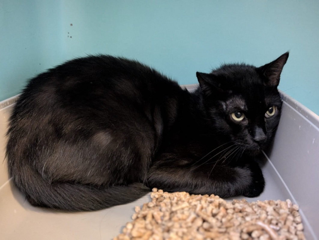 Photo #2 de Minou noir