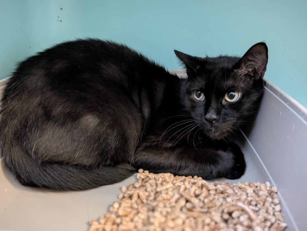 Photo #3 de Minou noir