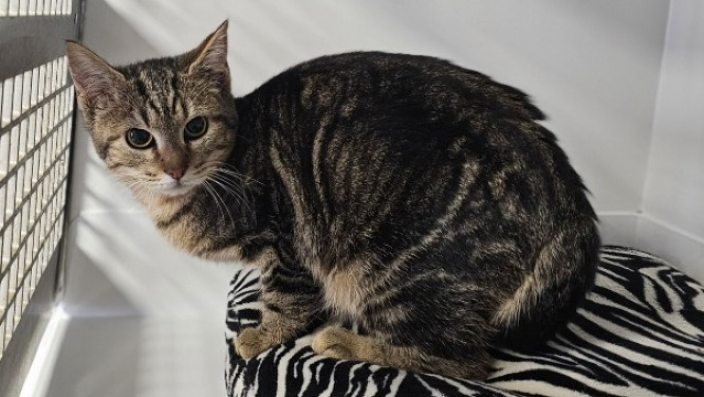 Photo de Prima nocta