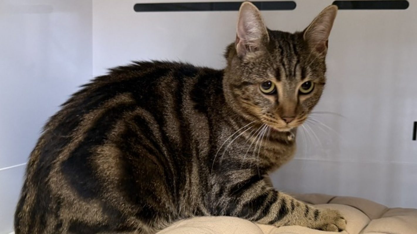 Eiwar - Européen à adopter à Arry (57) - Animaux.fr