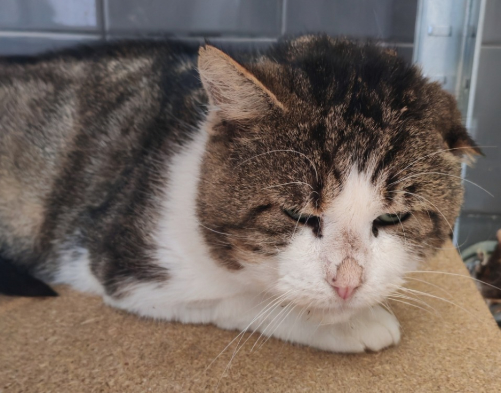 Photo de Ernest dit le lord