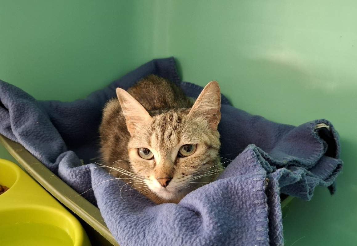 Photo de Evanescence