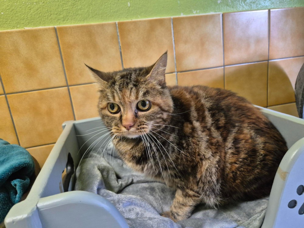 Photo #1 de Clochette