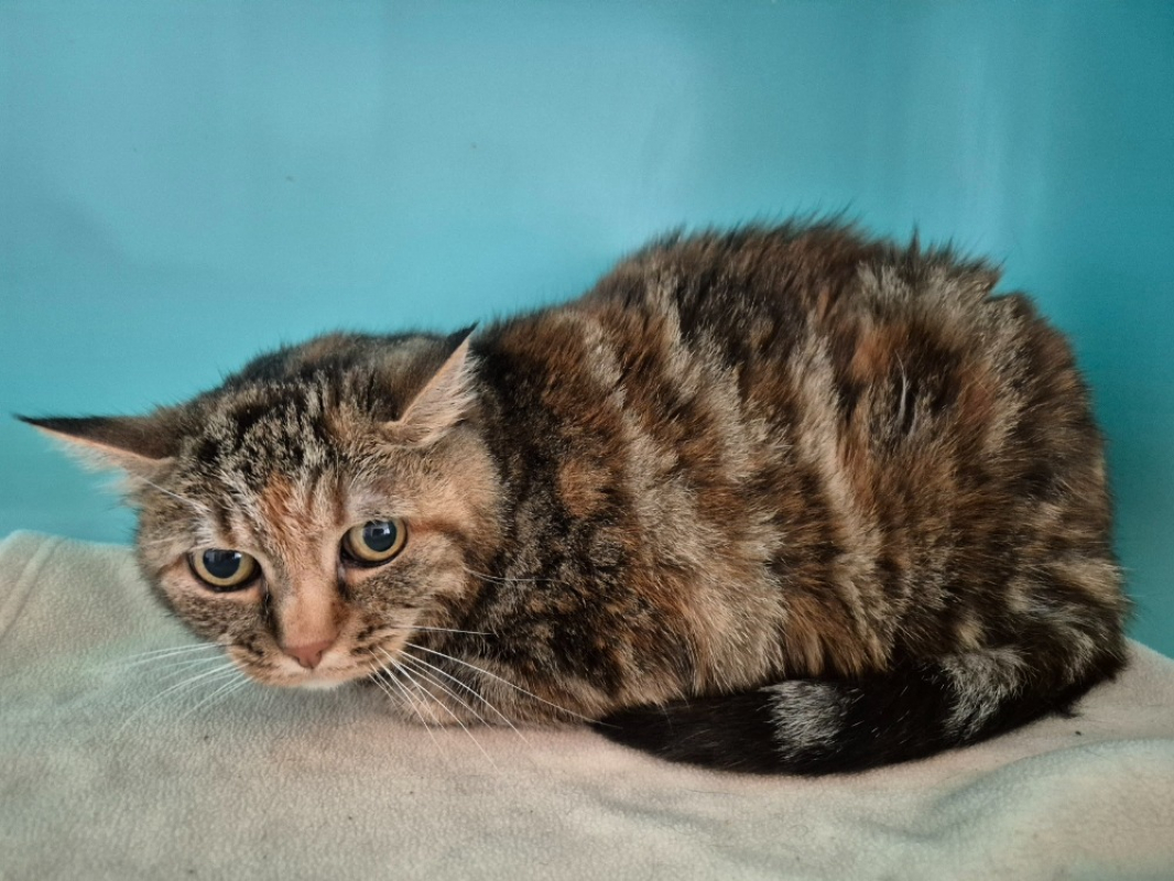 Photo #2 de Clochette