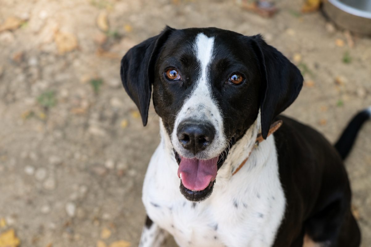 Rita - Chien Braque allemand à poil court à adopter