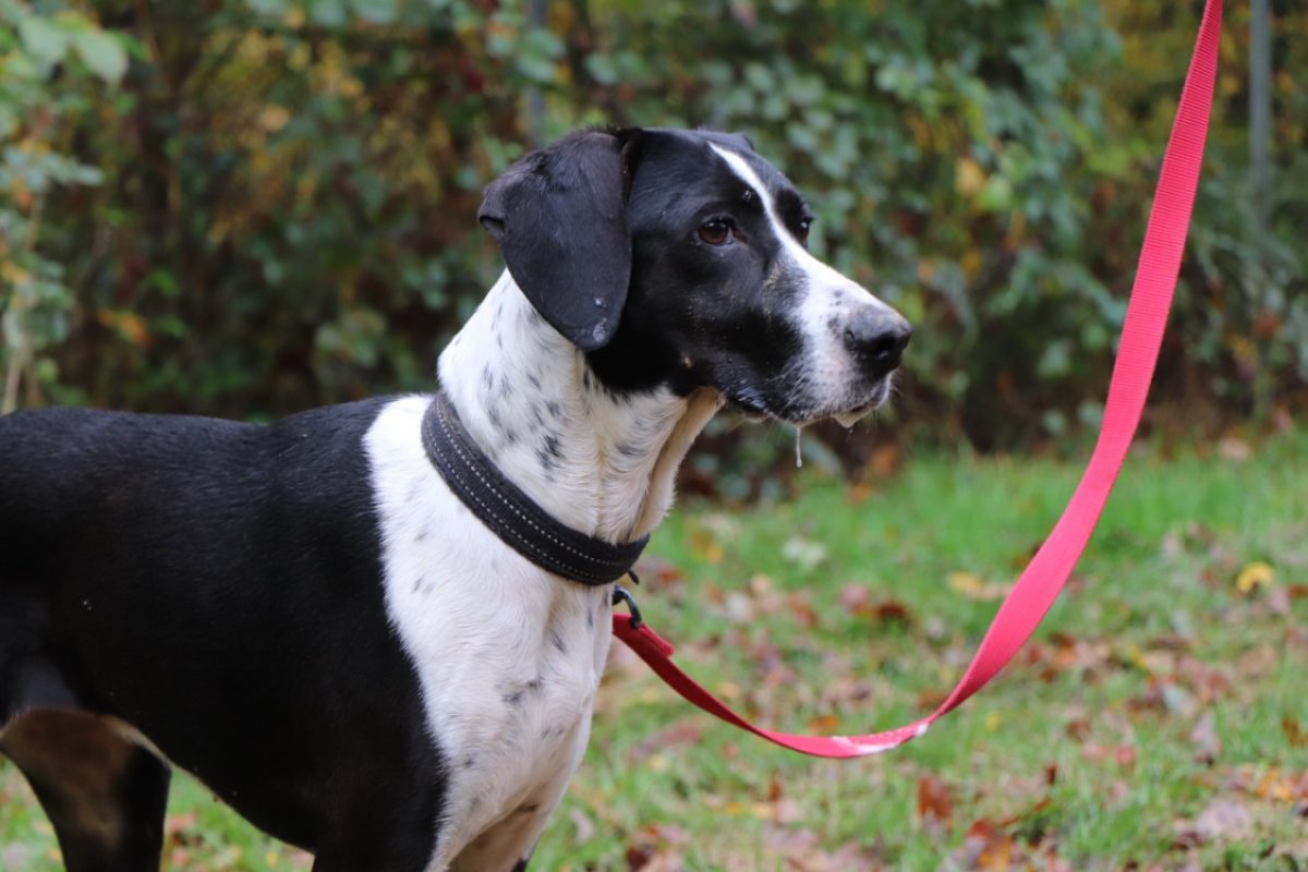 Rita - Chien Braque allemand à poil court à adopter - photo 6