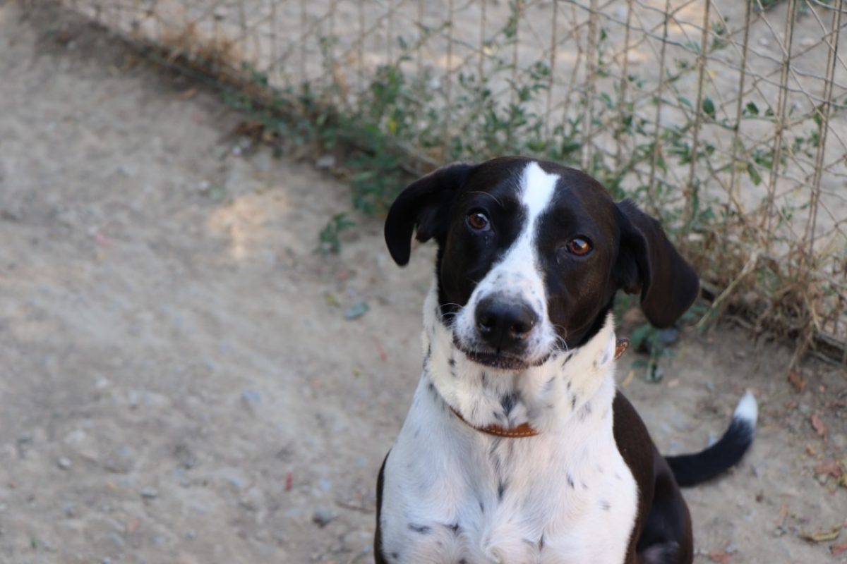 Rita - Chien Braque allemand à poil court à adopter - photo 10