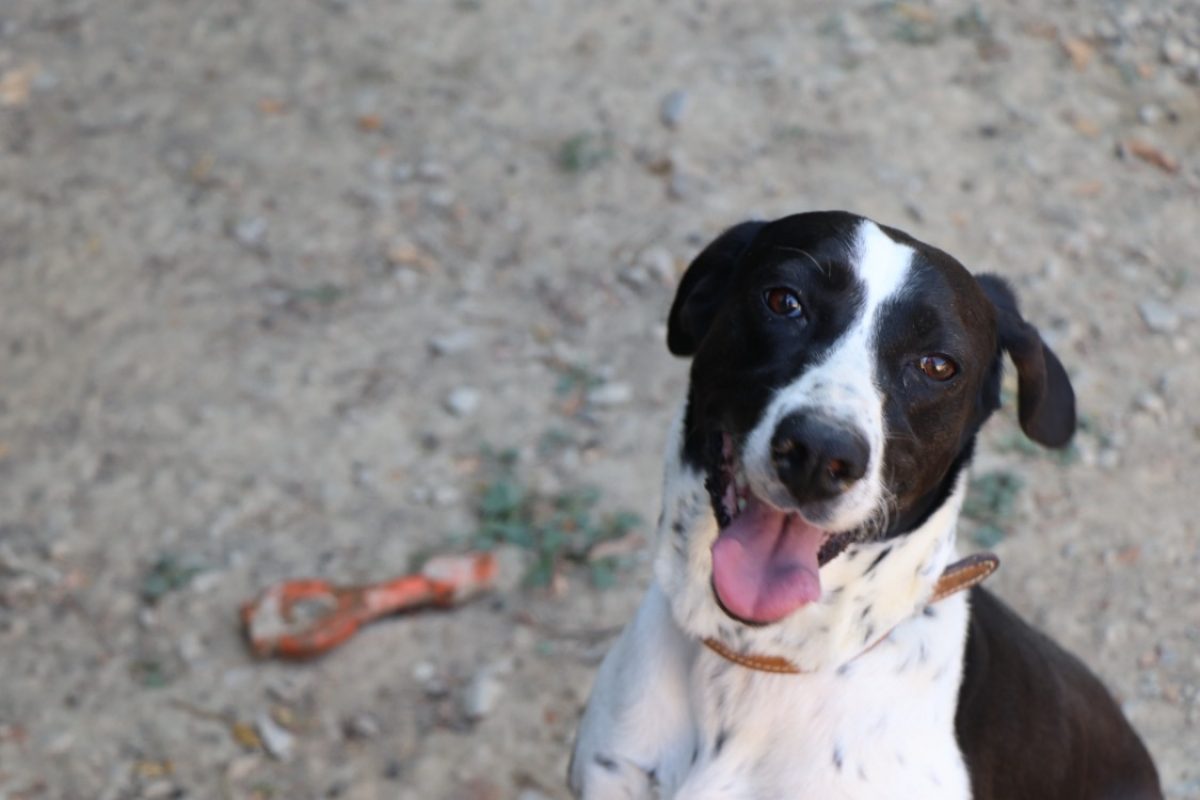 Rita - Chien Braque allemand à poil court à adopter - photo 14