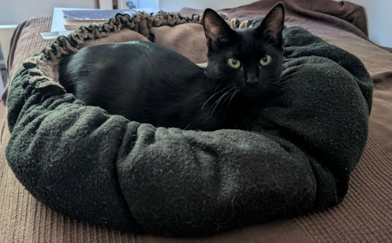 Photo #2 de Fleche (adoptée)