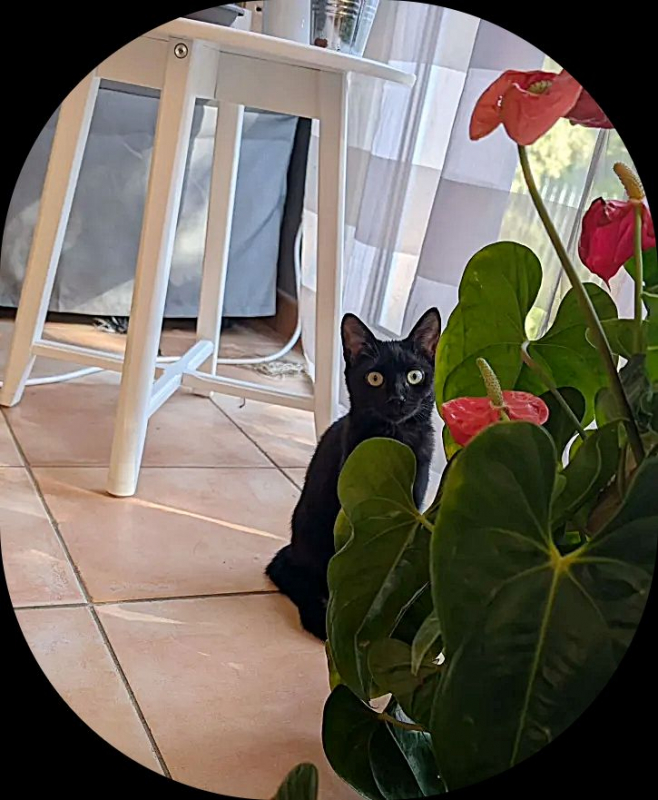 Photo #3 de Fleche (adoptée)